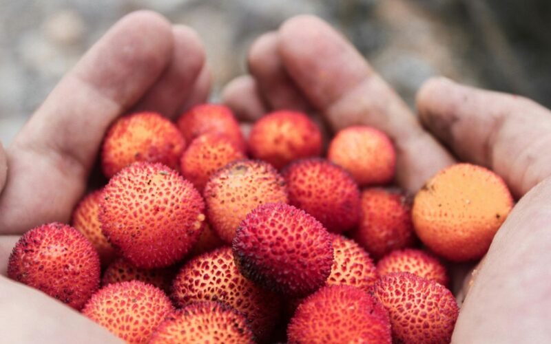 Mengetahui tujuh manfaat buah leci untuk kesehatan